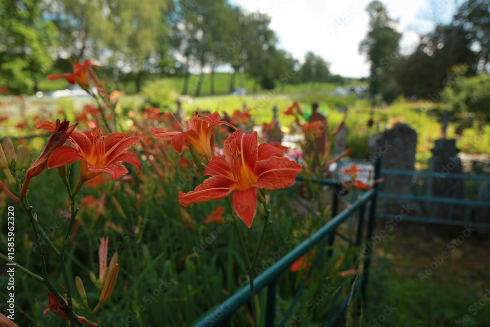 Fototapeta premium bright red lily flowers behind grave fence in cemetery
