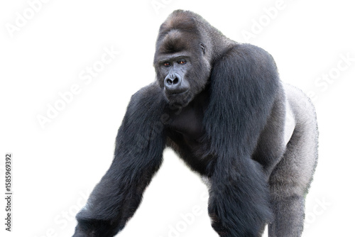 Фототапет western lowland gorilla isolated on white background