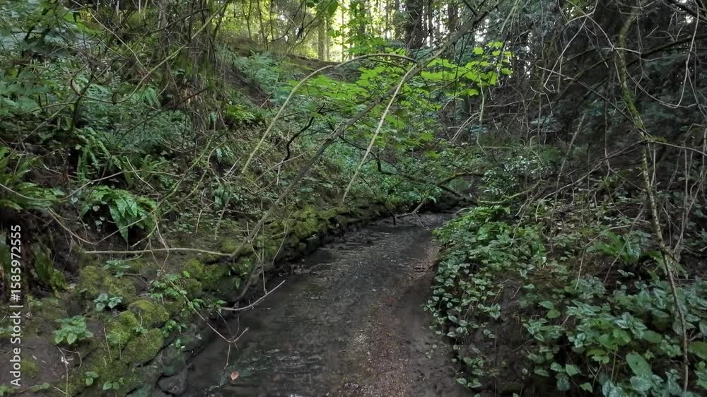 evening light streaming through summer green leaves and foliage wet rainforest deciduous land in England UK summer evening light streaming through summer green leaves and foliage wet rainforest deciduous land in England UK summer