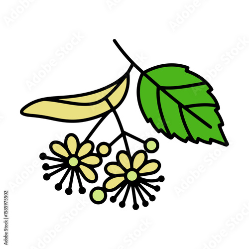 Linden flower branch with leaves and cheerful blossoms