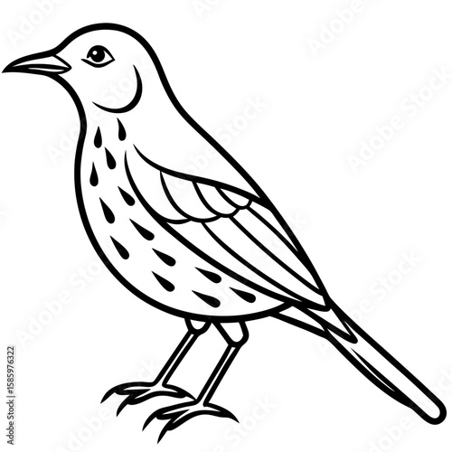 Song Thrush Outline Vector