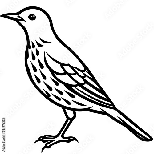 Song Thrush Outline Vector