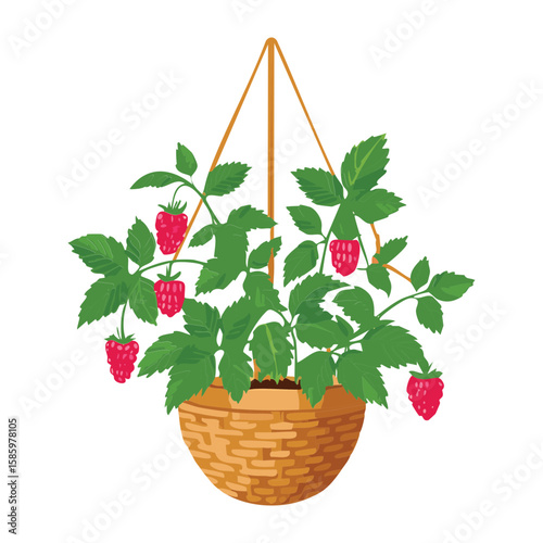 Hanging Basket with Ripe Raspberry Plant