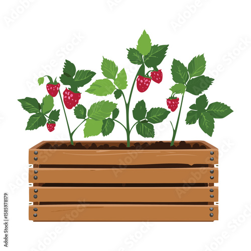 Raspberry Plants in Slatted Wooden Crate