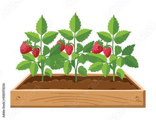 Raspberry Plants in Wooden Bed
