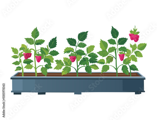 Raspberry Plants in Blue Planter