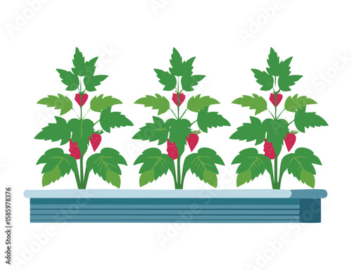 Raspberry Plants in Planter Box