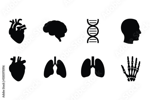 Human anatomy icons heart brain D N A head lungs hand skeleton