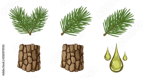 Illustration showing pine tree elements including needles, bark, and resin drops in a botanical style