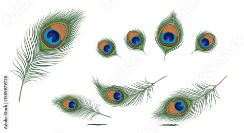 A collection of eight peacock feathers with distinct eye patterns arranged on a white background image art