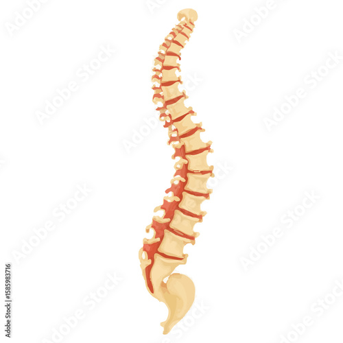 Vector illustration of spinal cord anatomical functioning on white background