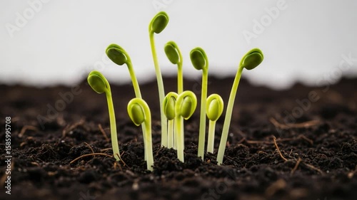 New Plant Sprouts Emerging From Dark Soil Showcasing Life in Nature's Cycle