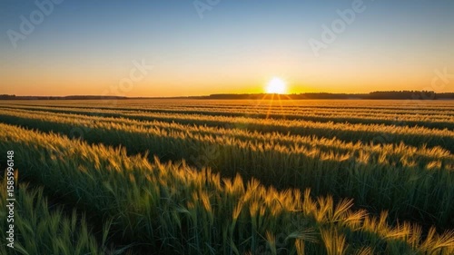 Golden Wheat Field Stretches Under a Bright Sunrise in Peaceful Rural Landscape