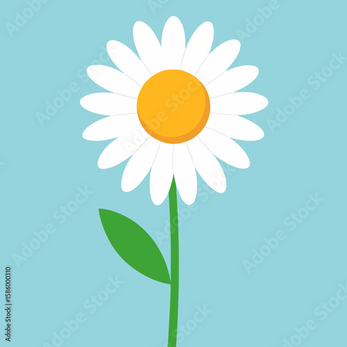 camomile on blue background