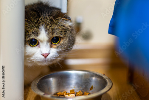 Принти на полотні Shy Cat Hiding Beside Bowl of Food Indoors
