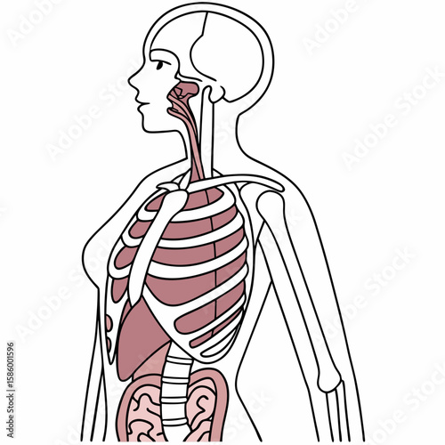 Detailed anatomical diagram illustrating human respiratory and digestive systems with skeletal structure and internal organs in a simplified style