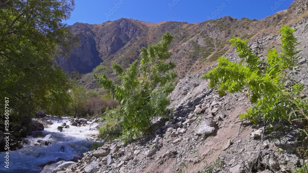 A wild hemp bush sways in the wind by a mountain river in Kyrgyzstan on a sunny autumn day. Static camera with selective focus captures the rugged landscape and vibrant greenery. A wild hemp bush sways in the wind by a mountain river in Kyrgyzstan on a sunny autumn day. Static camera with selective focus captures the rugged landscape and vibrant greenery.