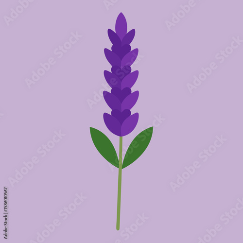 lilac branch isolated on white