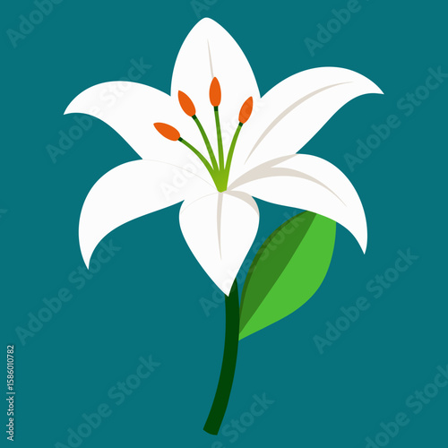 white lily flower