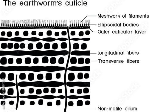 Black silhouette of earthworm cuticle structure diagram for biology lesson