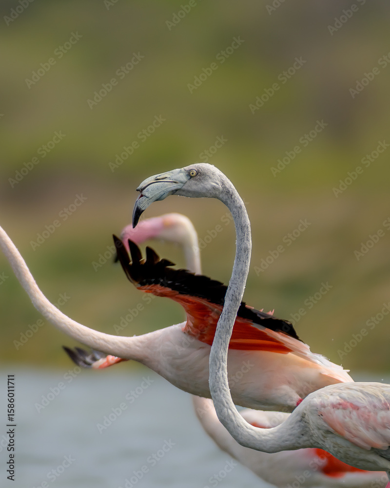Fototapeta premium Flamingos