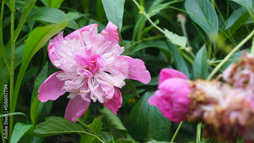 pink peony flower bloom in the garden