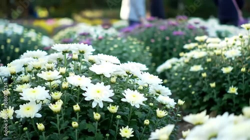 White chrysanthemums bloom in garden, blurred people walking background, floral arrangement