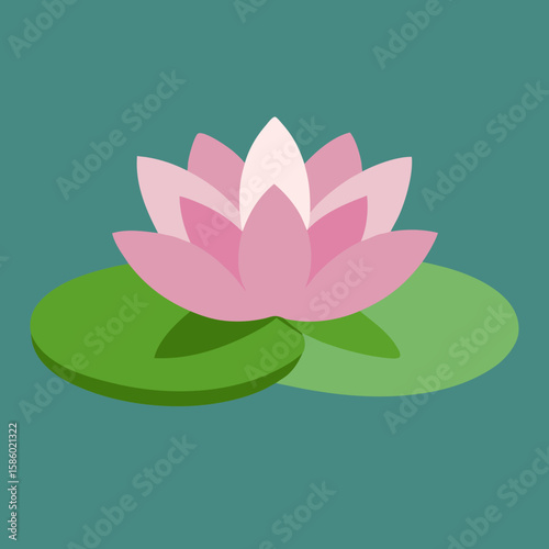 pink water lily
