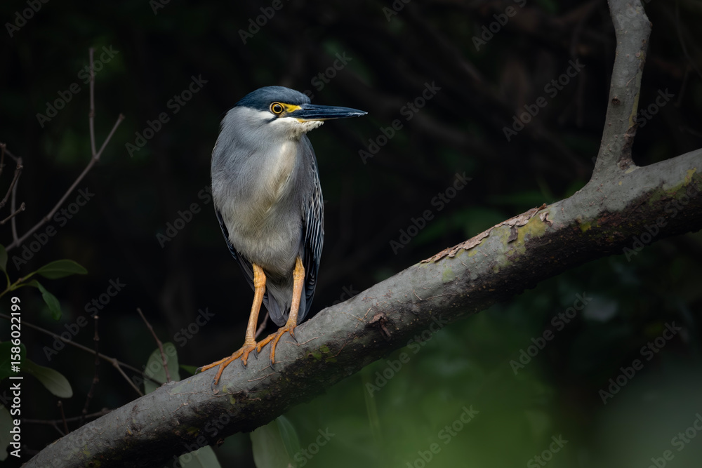 Fototapeta premium Striated heron