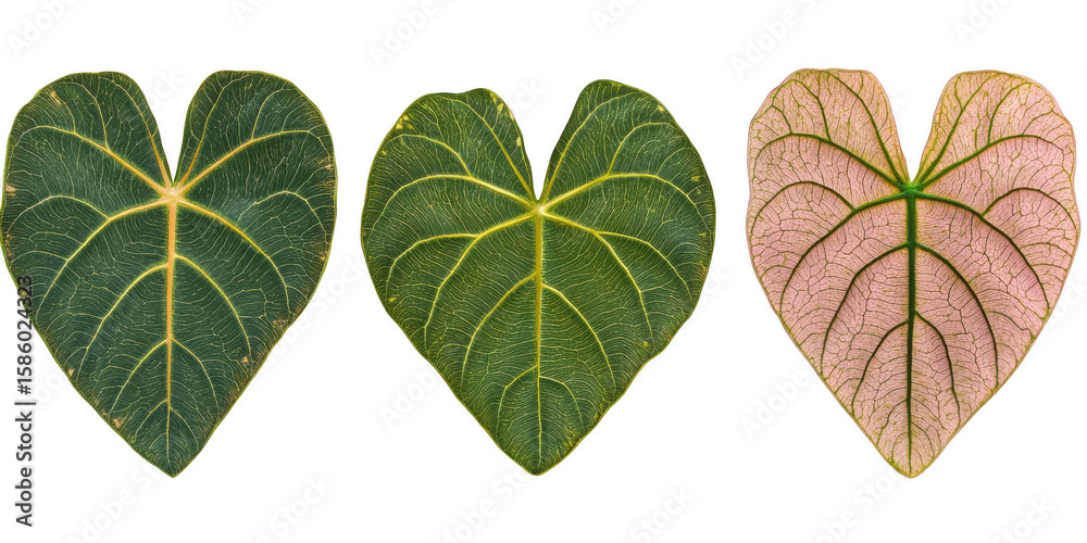 Fototapeta premium Green pink heart shaped leaves isolated on a transparent background