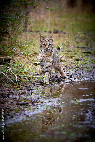 Photography Bobcat kitten in the wild
