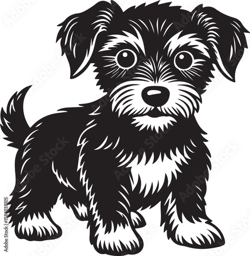 black and white dog
