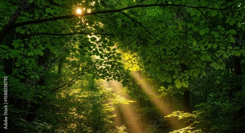 Sun rays shining through forest trees along a peaceful nature path