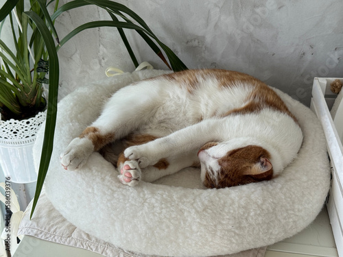 Ginger cat resting in a cat bed.