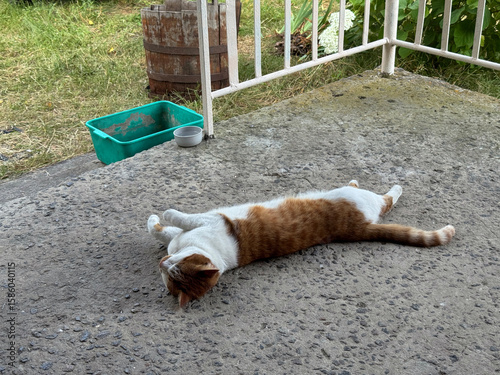 Ginger and white cat sleeping on its side on a concrete porch. Oblique Angle.