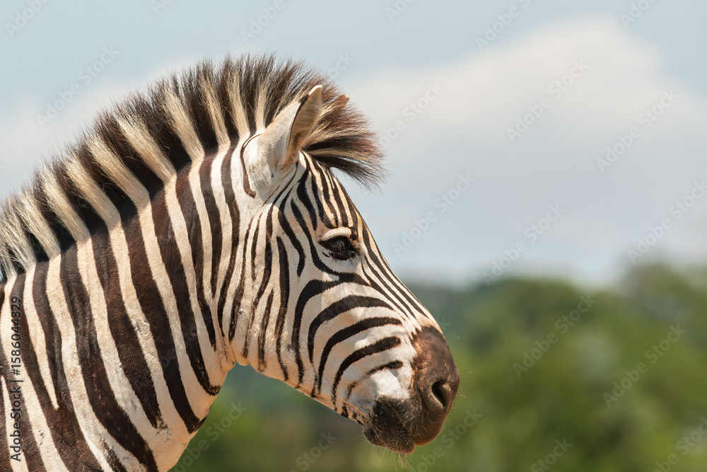 Fototapeta premium The profile of a Zebra's head looking to the right with blurry trees in the background