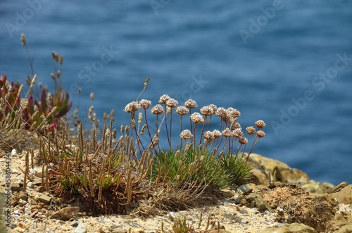 Flores en los acantilados junto al Cabo Sardao en la región del Alentejo Litoral, Portugal