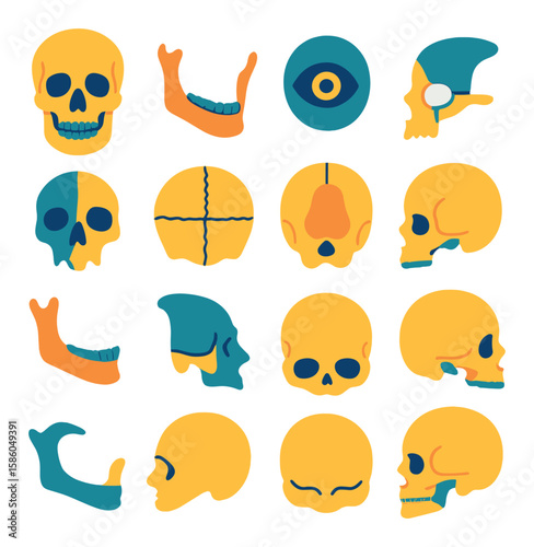 Skull Anatomy Study modern flat style . human skull, jawbone, eye socket, cheekbone, nasal cavity, cranial sutures, foramen magnum, skull top view, mandible, temporal