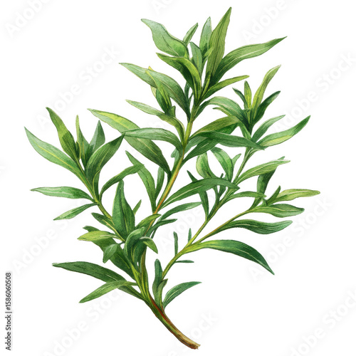 Green Culinary Herb: Vibrant watercolor illustration of fresh, aromatic tarragon leaves, showcasing its culinary potential. Evoking freshness and natural goodness.