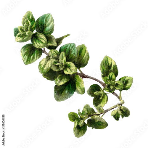 Oregano Freshness: A sprig of vibrant green oregano, showcasing the natural beauty and culinary potential of this aromatic herb. 