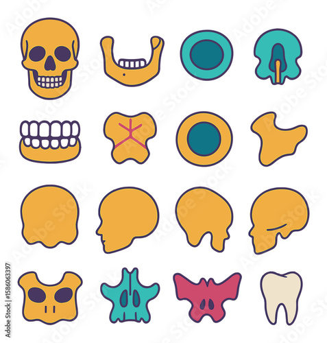 skull anatomy modern flat style.human skull,mandible,eye socket,nasal cavity,teeth,cranial sutures,foramen magnum,zygomatic bone,occipital bone,frontal bone,parietal bone