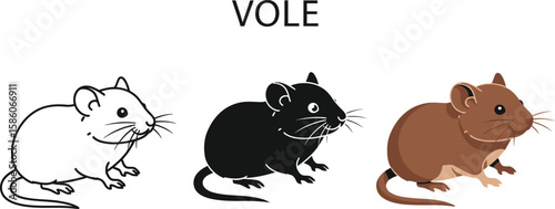 Three vole illustrations showcase the rodent in line art, silhouette, and full color, ideal for educational materials, nature guides, or children's books about wildlife.