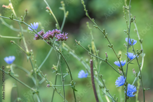 Blühendes Eisenkraut Verbena officinalis und blühende Wegwarte Cichorium intybus vor unscharfem Hintergrund