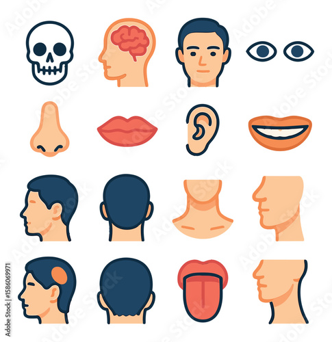 anatomy and parts of the head modern flat style. skull, brain, forehead, eyes, nose, mouth, ears, jaw, cheekbones, hairline, neck, chin, temples, scalp, tongue, throat.
