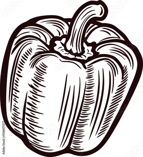 Hand drawn vintage engraving of whole bell pepper with detailed lines and sketch isolated on white background
