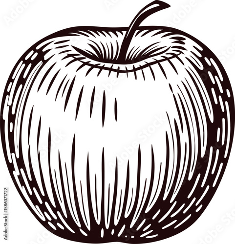 Vintage engraved illustration of an apple fruit with stem hand drawn botanical sketch isolated on white background