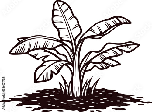 Hand drawn banana plant illustration with broad leaves growing from soil isolated on white background