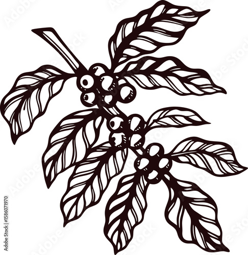 Botanical illustration of coffee plant branch with berries and detailed leaves isolated on white background