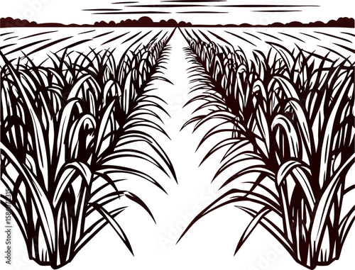 Hand drawn sugarcane field landscape illustration with plants and furrows under sky in vintage engraved