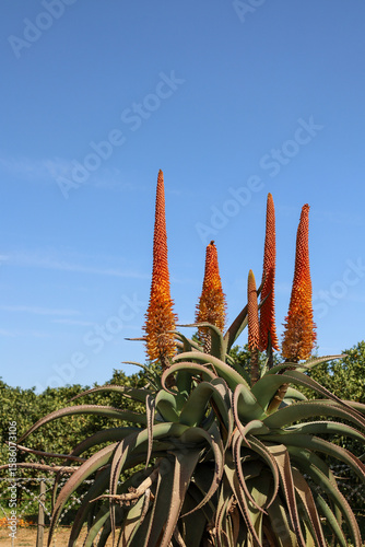 south African wild cape aloe ferox plants and aloe flowers